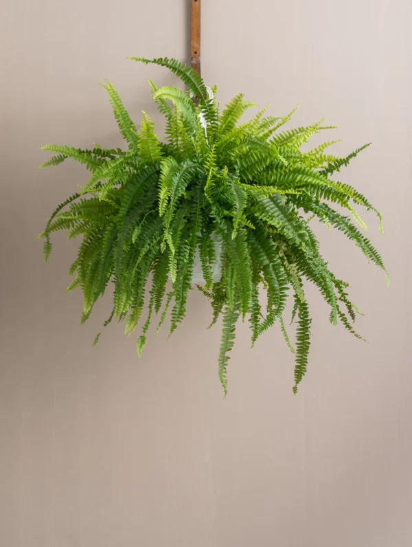 Boston Fern