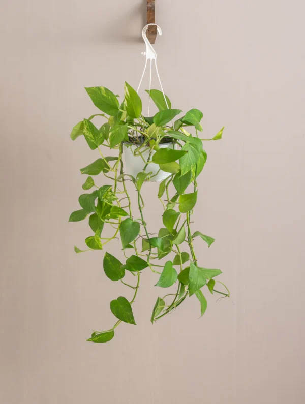 Hanging Money Plant