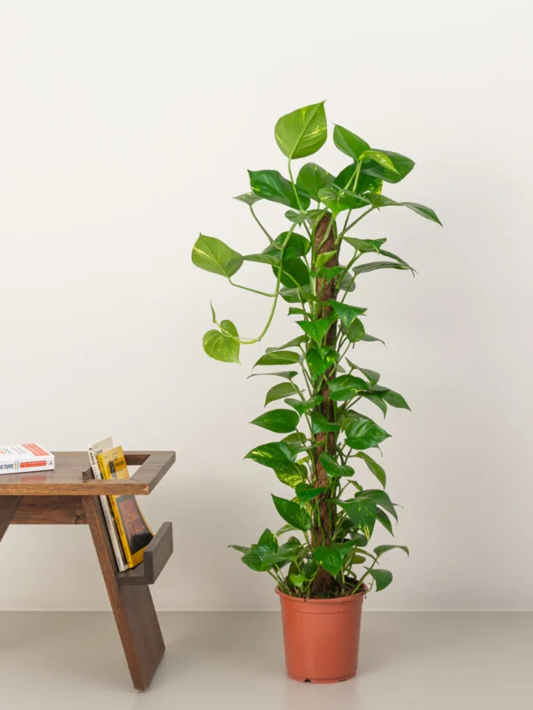 Money Plant - Image 4