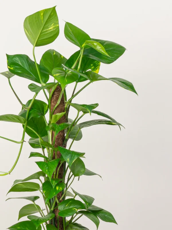 Money Plant - Image 3