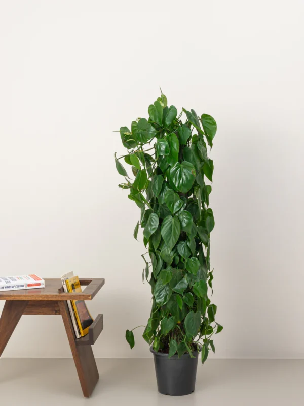 Philodendron Scandens Climber - Image 3