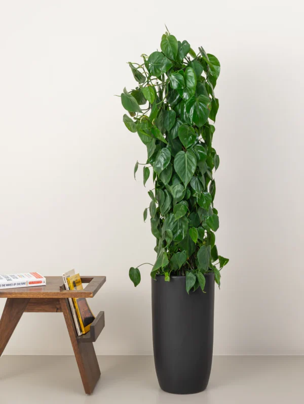 Philodendron Scandens Climber