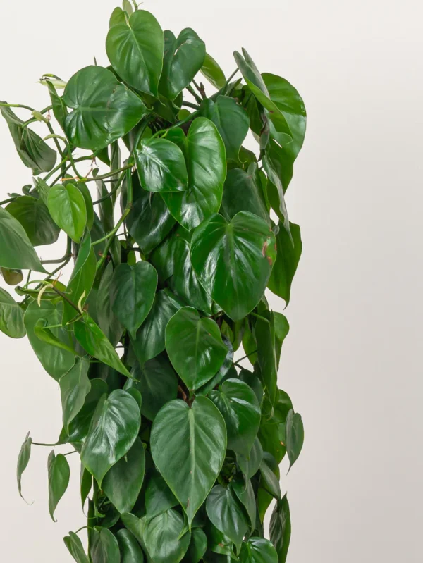 Philodendron Scandens Climber - Image 2