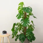 Swiss Cheese Plant