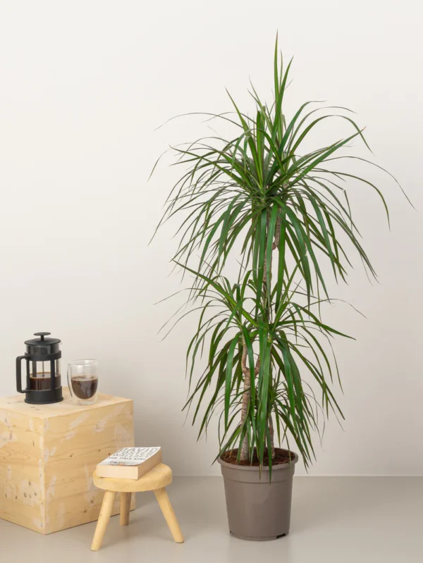 Dracaena Marginata - Image 4