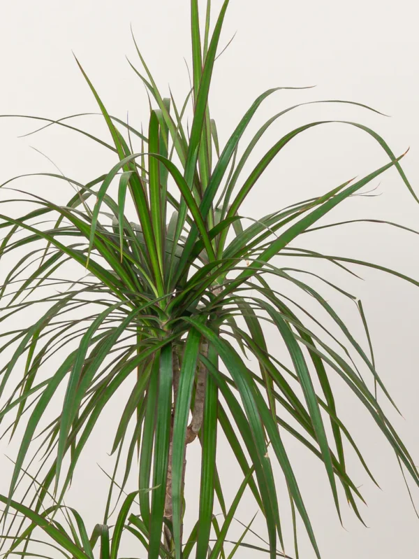 Dracaena Marginata - Image 2