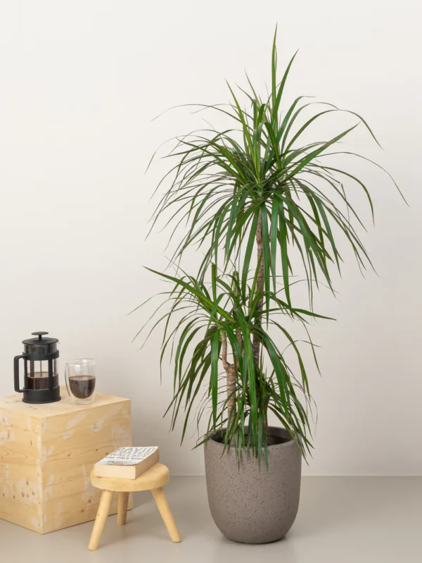 Dracaena Marginata - Image 3