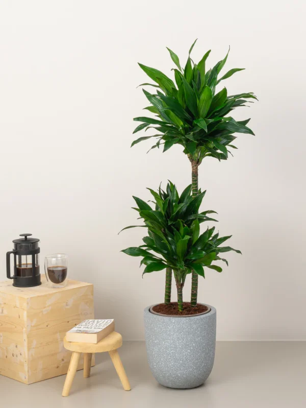 Dracaena Compacta - Image 2