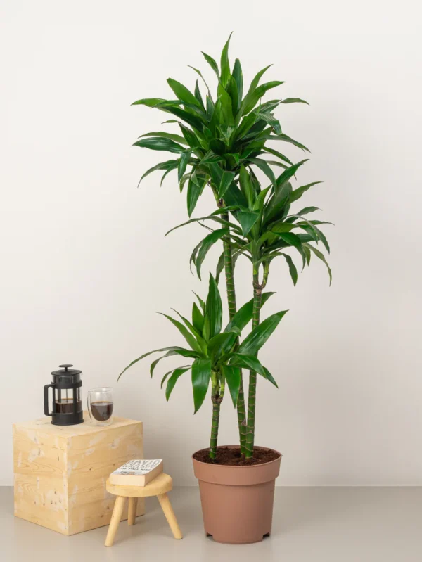 Dracaena Compacta - Image 3