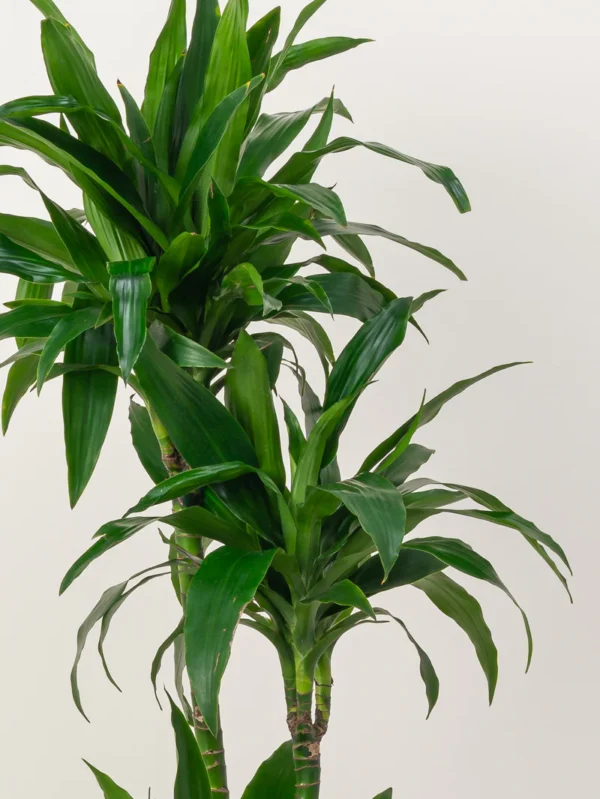 Dracaena Compacta - Image 4