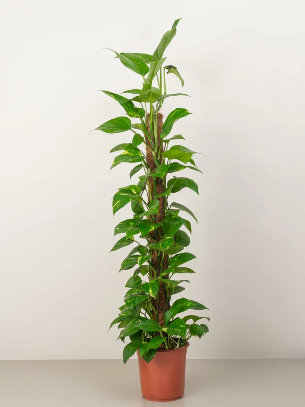 Money Plant - Image 5