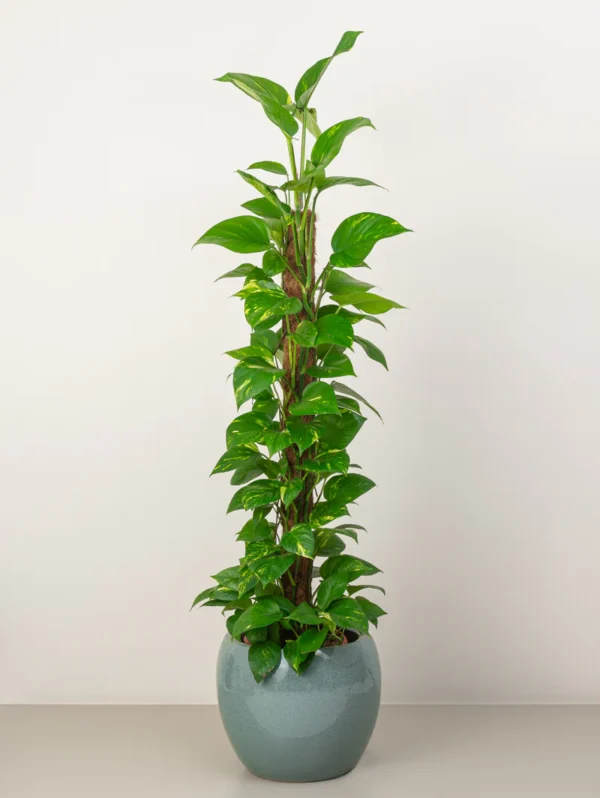 Money Plant - Image 6