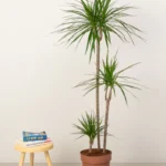Dracaena Marginata