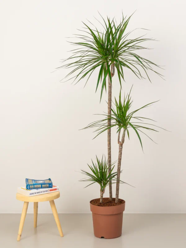 Dracaena Marginata