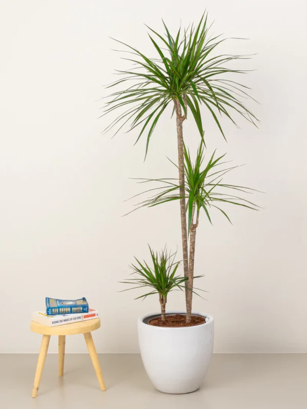 Dracaena Marginata - Image 7