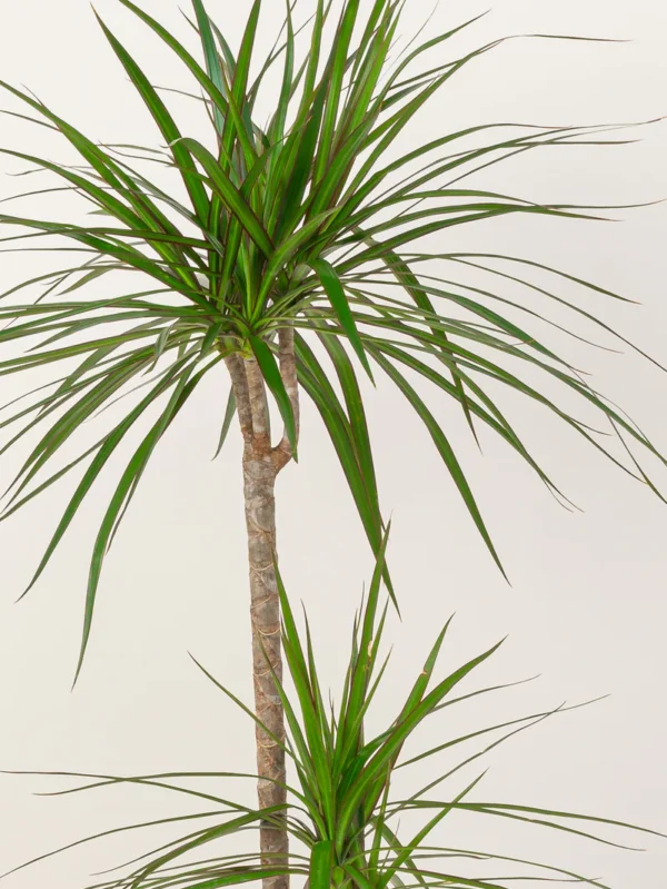 Dracaena Marginata - Image 6