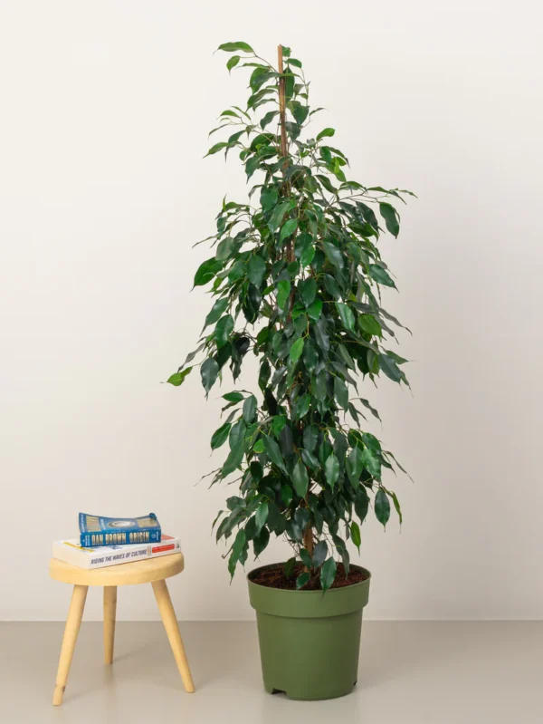 Ficus Benjamina - Image 6