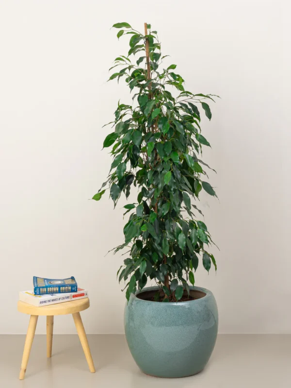 Ficus Benjamina