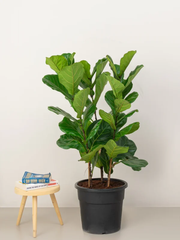 Fiddle Leaf Plant - Image 4