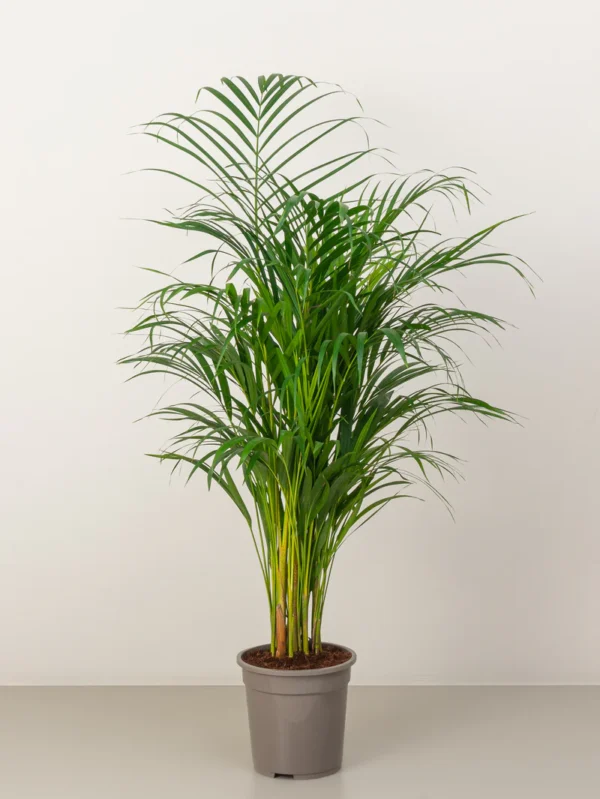 Areca Palm - Image 3