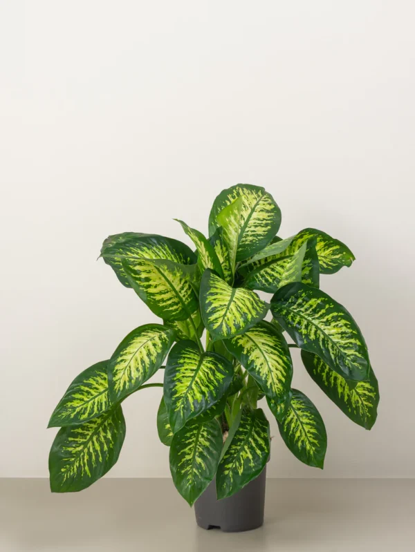 Dieffenbachia Tropic Snow - Image 4