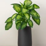 Dieffenbachia Tropic Snow