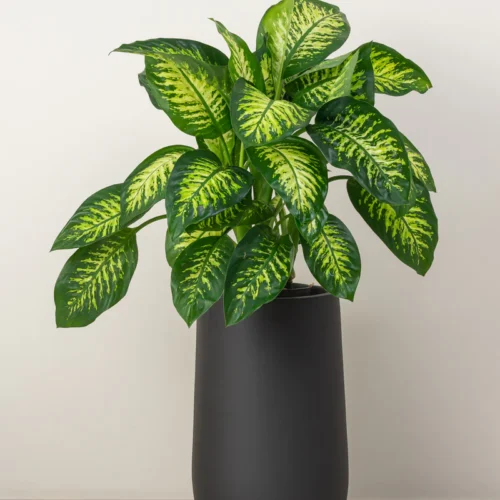 Dieffenbachia Tropic Snow