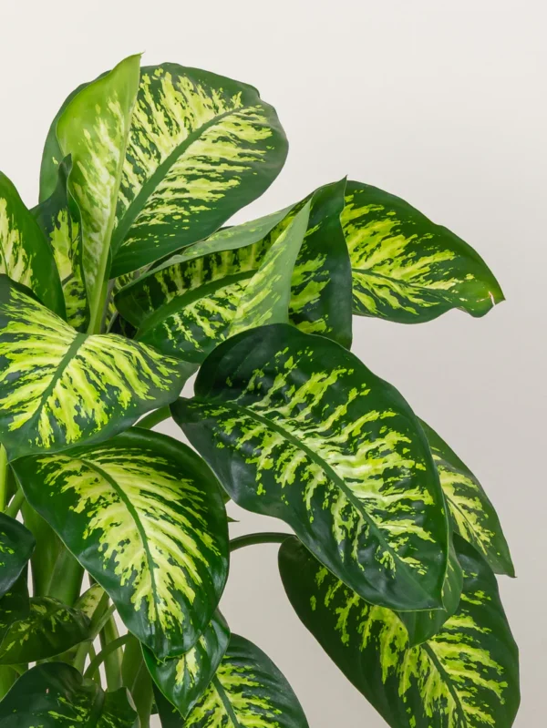 Dieffenbachia Tropic Snow - Image 3