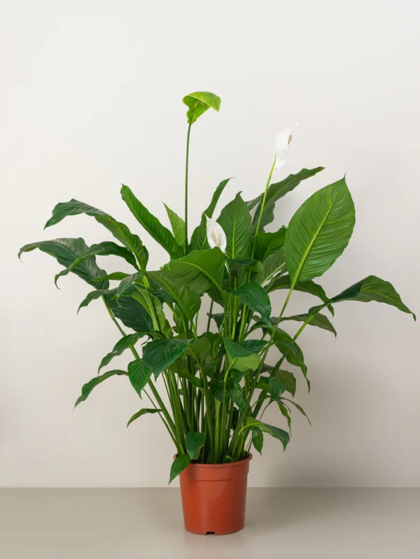 Peace Lily - Image 2