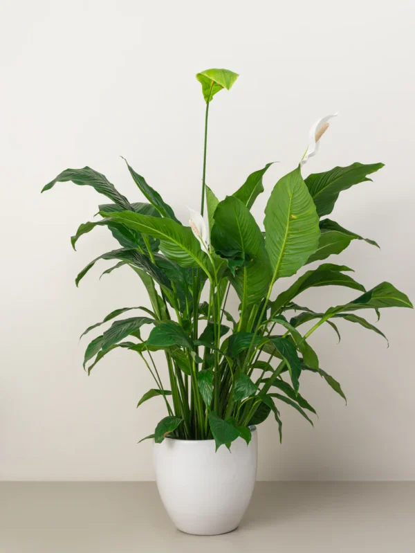 Peace Lily - Image 5