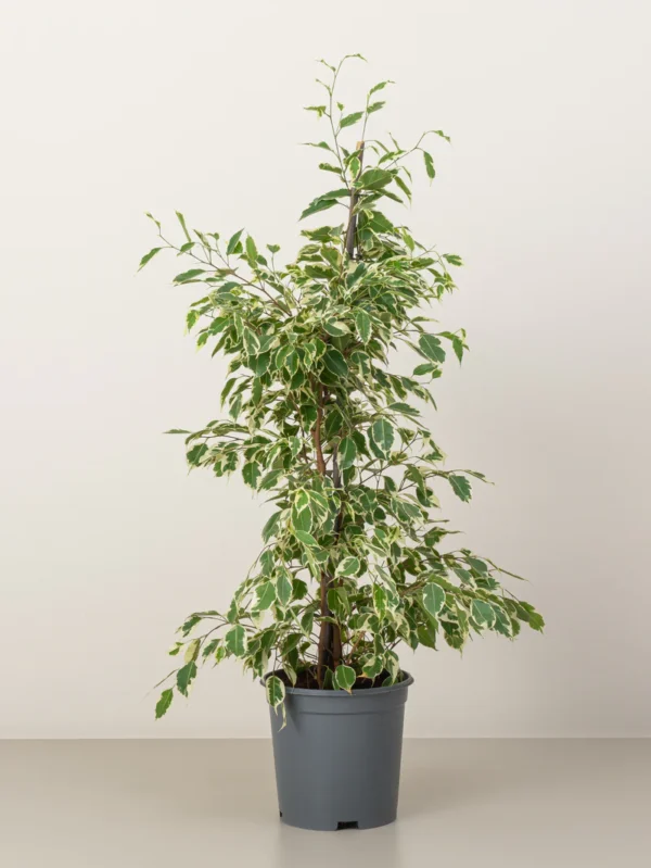 Ficus Benjamina Starlight - Image 2