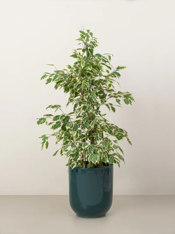 Ficus Benjamina Starlight