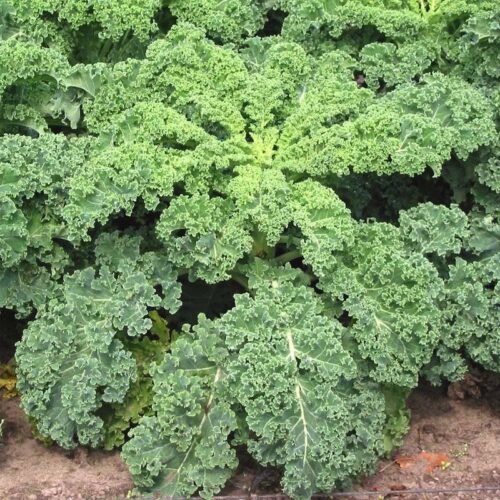 Kale | Seeds