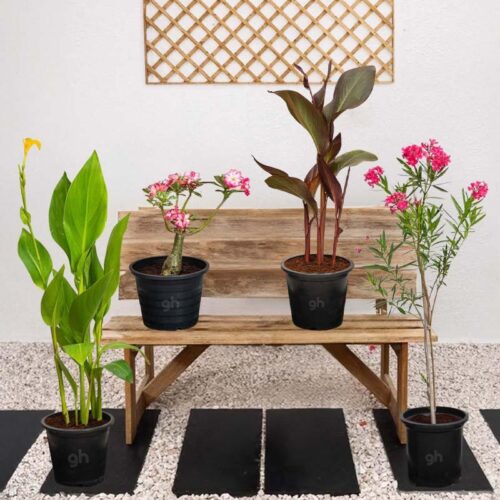 Mediterranean Plant Bundle