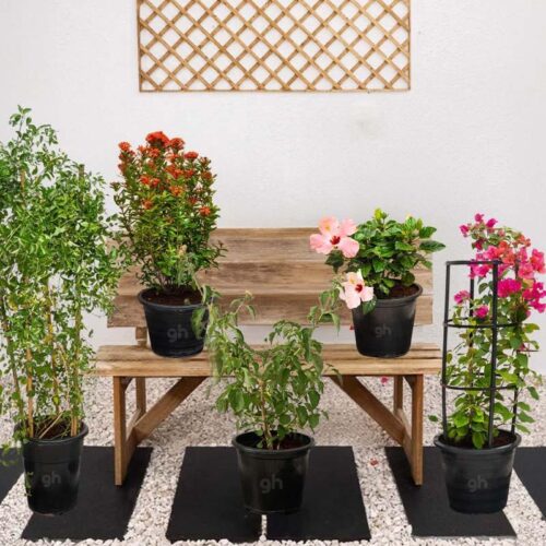Flowering Shrub Plant Bundle
