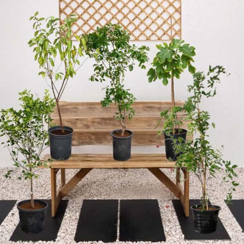 Mediterranean Fruit Plant Bundle
