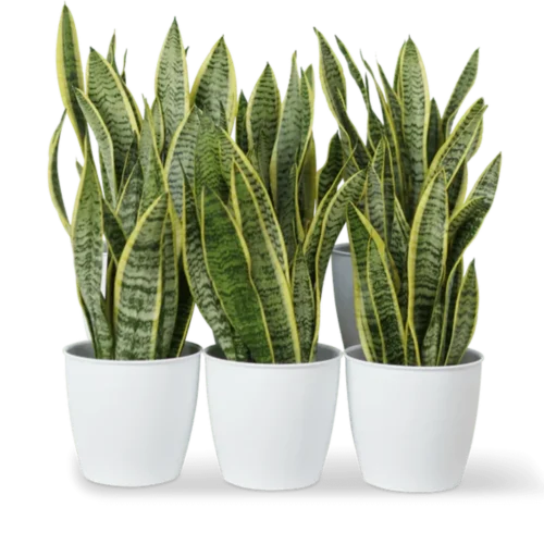 Office Sansevieria Laurentii Bundle