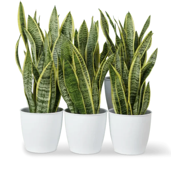 Office Sansevieria Laurentii Bundle