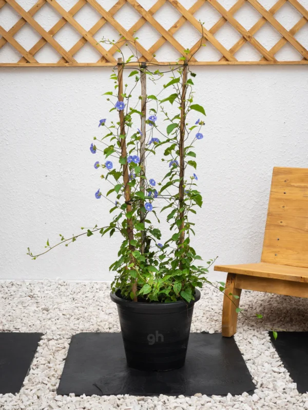 Flowering Climber Bundle - Image 4