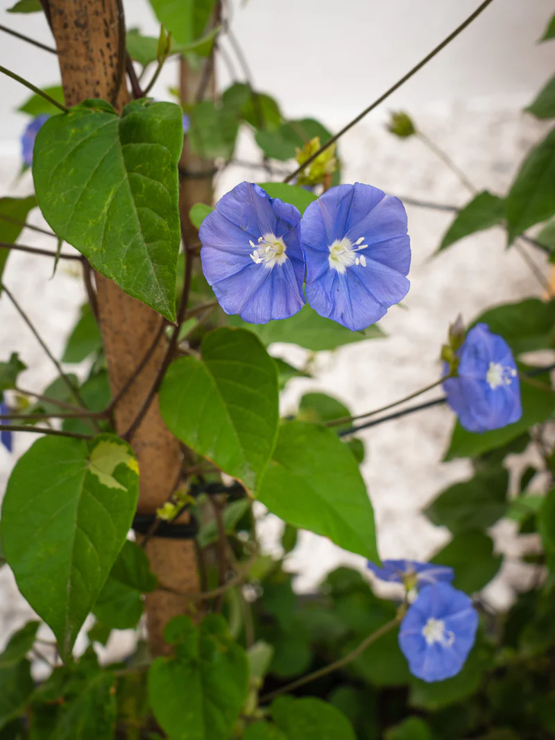 Jacquemontia Climber - Image 3