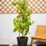 Rangoon Creeper