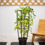 Butterfly Pea Plant