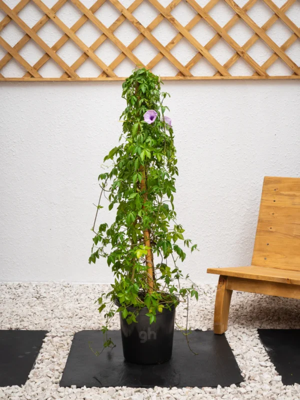 Ipomoea Climber - Image 4