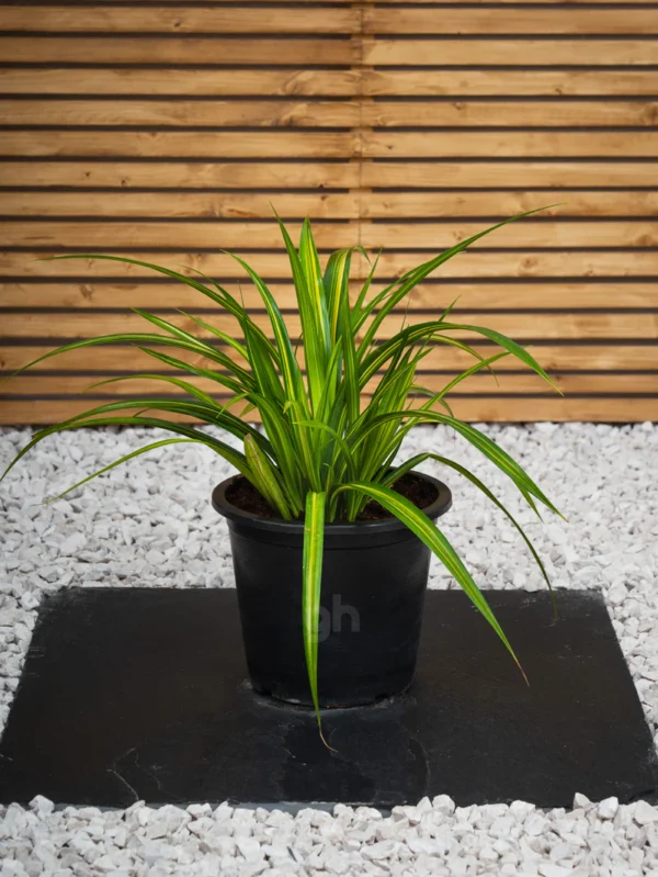 Tropical Plant Bundle - Image 2