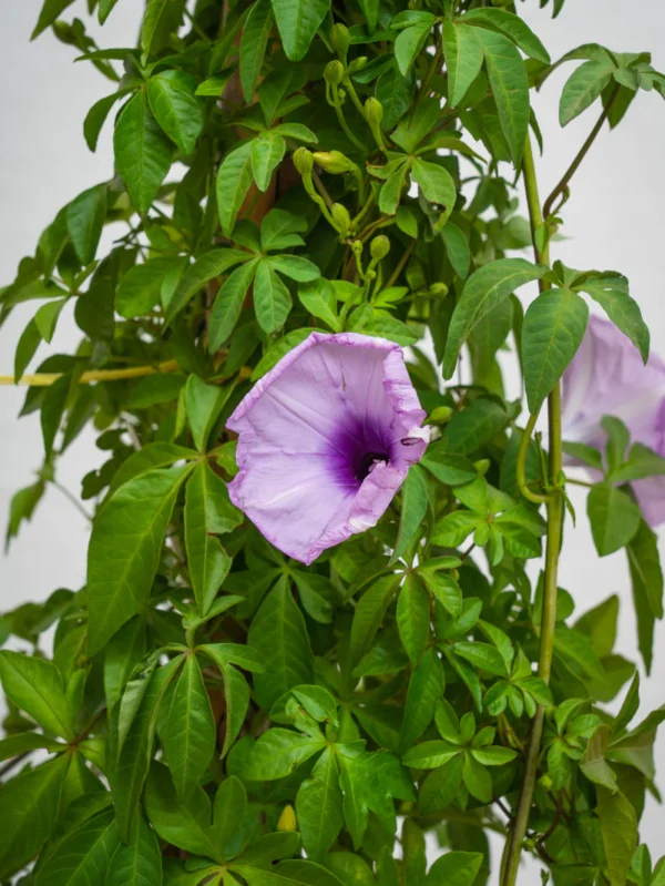 Ipomoea Climber - Image 3