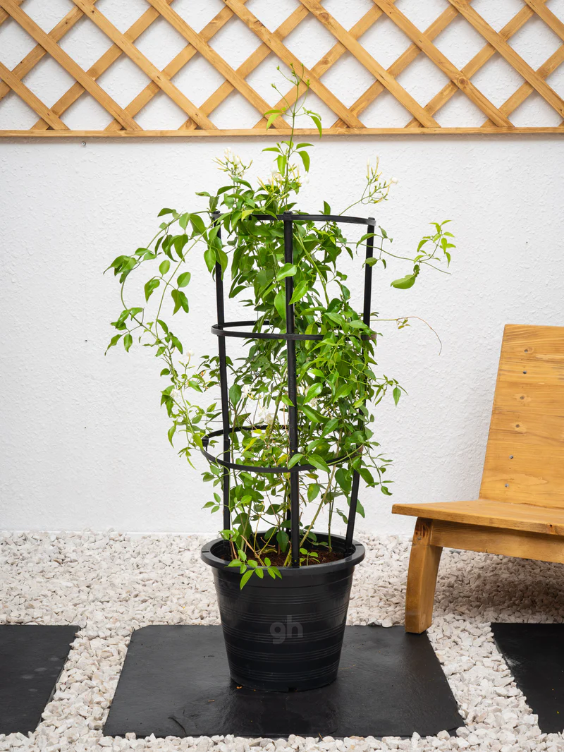 Jasmine Climber - Image 4