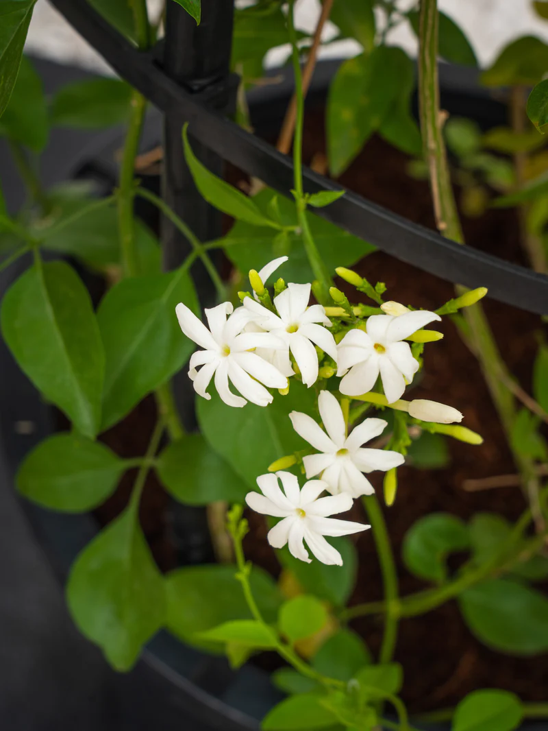 Jasmine Climber - Image 6