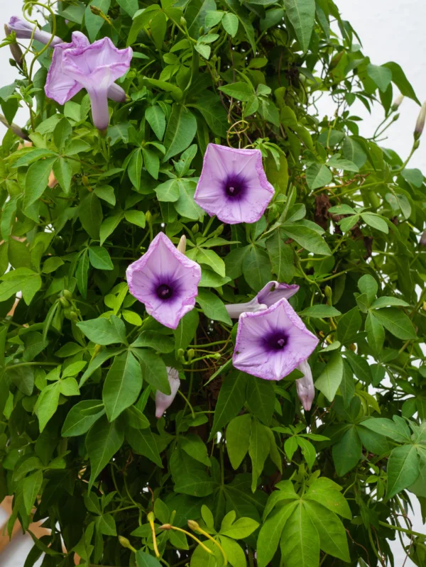 Ipomoea Climber - Image 5