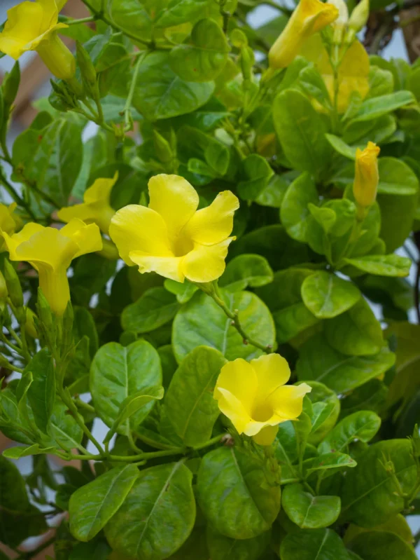 Mandevilla Climber - Image 6