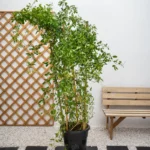 Jasmine Climber